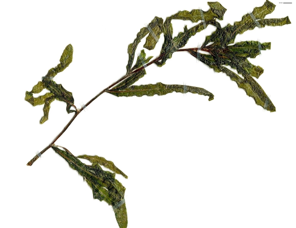 Potamogeton crispus (Potamogetonaceae)